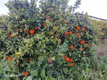 Terreno agricolo 13.000 mq con magazzino