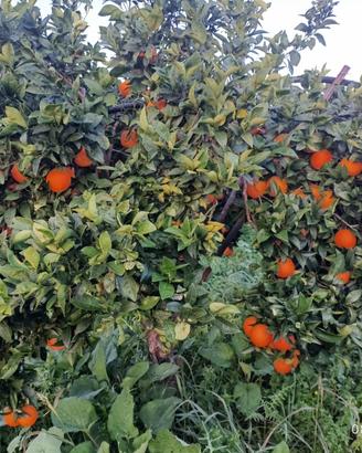 Terreno agricolo 13.000 mq con magazzino