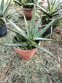 Piante da giardino in vaso, Aloe vera