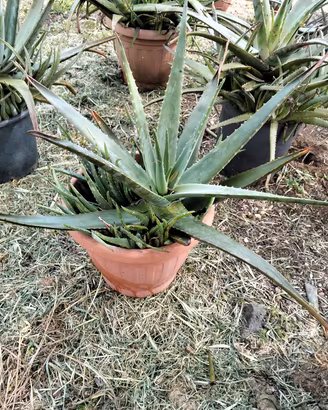 Piante da giardino in vaso, Aloe vera