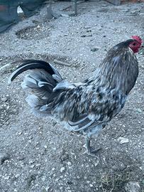 Galline Oliver egger