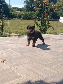 Cucciola di Rottweiler