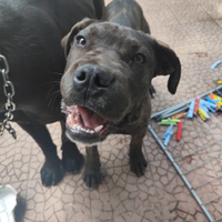 Cane corso