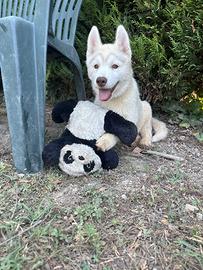 Cuccioli di Siberian Husky con pedigree