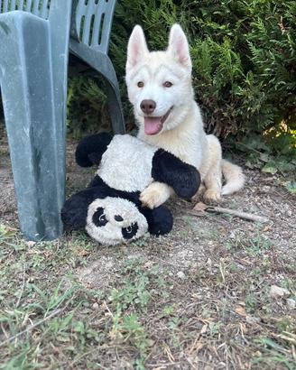 Cuccioli di Siberian Husky con pedigree
