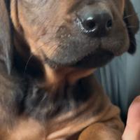 ?Rhodesian Ridgeback ?