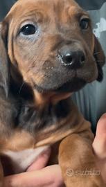 ?Rhodesian Ridgeback ?