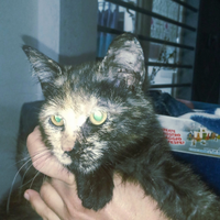 Stupende gattine i in adozione