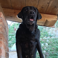 Labrador Femmina Nera