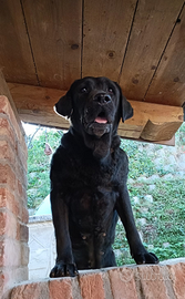 Labrador Femmina Nera
