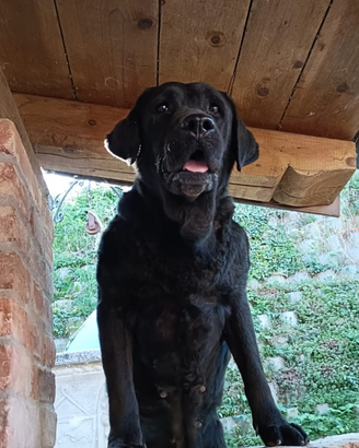 Labrador Femmina Nera