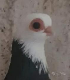 Colombi ornamentali Ochette