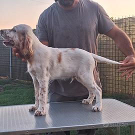 Cuccioli setter inglese