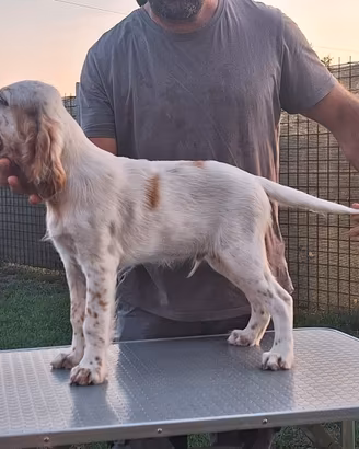 Cuccioli setter inglese