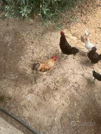 Intero pollaio di galline