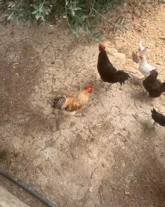 Intero pollaio di galline