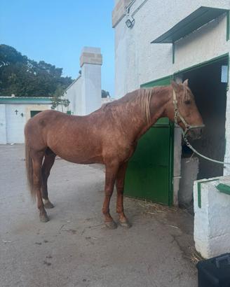 Cavallo spagnolo