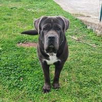 Cane corso per monta
