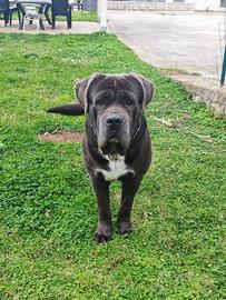 Cane corso per monta