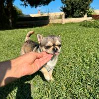 Chihuahua gene husky per monta