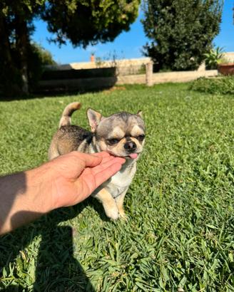 Chihuahua gene husky per monta