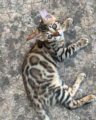 Gattina bengala