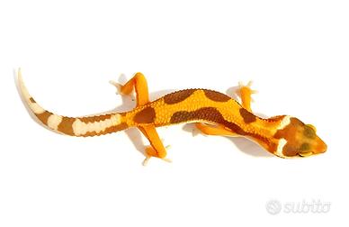 Geco leopardino Tangerine, teca, allestimento