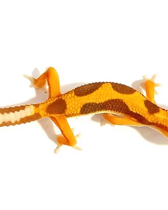 Geco leopardino Tangerine, teca, allestimento