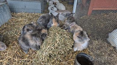 Conigli galli e pulcini razze ornamentali