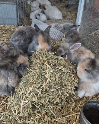 Conigli galli e pulcini razze ornamentali