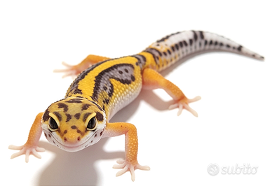 Baby geco leopardino Tangerine, Black Night, Bold