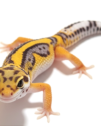 Baby geco leopardino Tangerine, Black Night, Bold