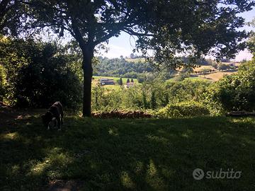 Podere rustico restaurato 10 min Parma zona panor.