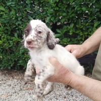 Cuccioli di Setter Inglese