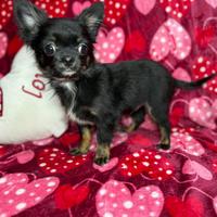 Ritirabile chihuahua pelo lungo con pedigree