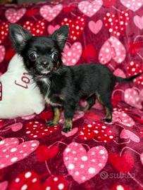 Ritirabile chihuahua pelo lungo con pedigree