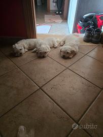 Cuccioli di Maltese Tedesco