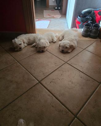 Cuccioli di Maltese Tedesco