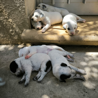 Cuccioli di semi Dalmata in donazione