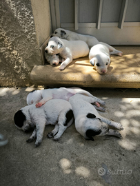 Cuccioli di semi Dalmata in donazione