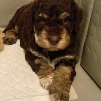 Cicviolo di lagotto