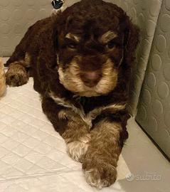 Cicviolo di lagotto
