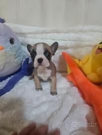 Bulldog francese femmina 1