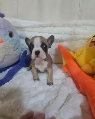 Bulldog francese femmina 1