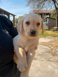 Labrador miele e neri pronti alla consegna