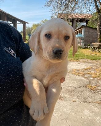 Labrador miele e neri pronti alla consegna