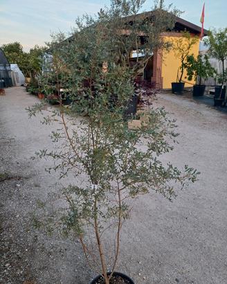 pianta eucalipto 