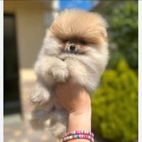 Spitz pomerania tedesco toy