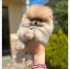 Spitz pomerania tedesco toy