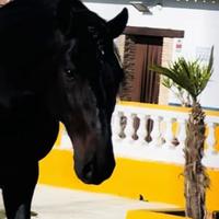 Cavallo Andaluso